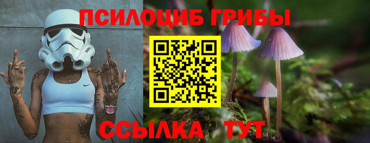Кингисепп  Псилоцибиновые грибы Psilocybine cubensis  закладки  Вход с VPN 
